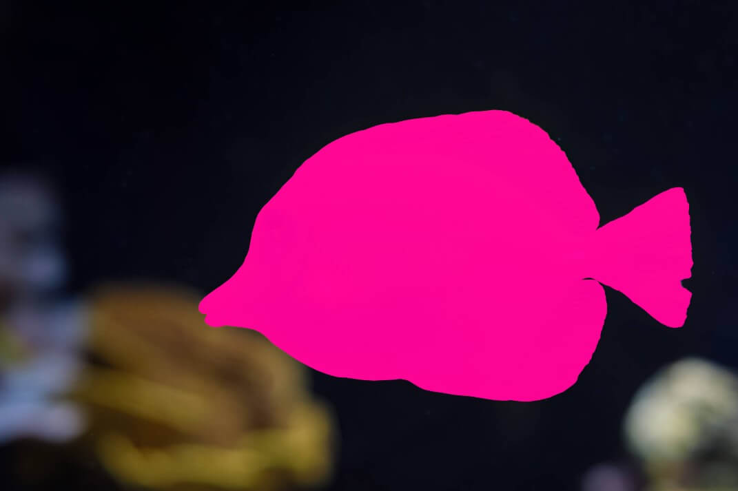 Polyon Fish Разметка данных полигонами (Polygon annotation) - Data Light